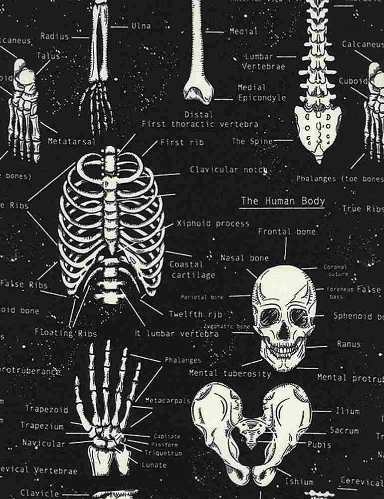 Glow in the Dark Skeletons