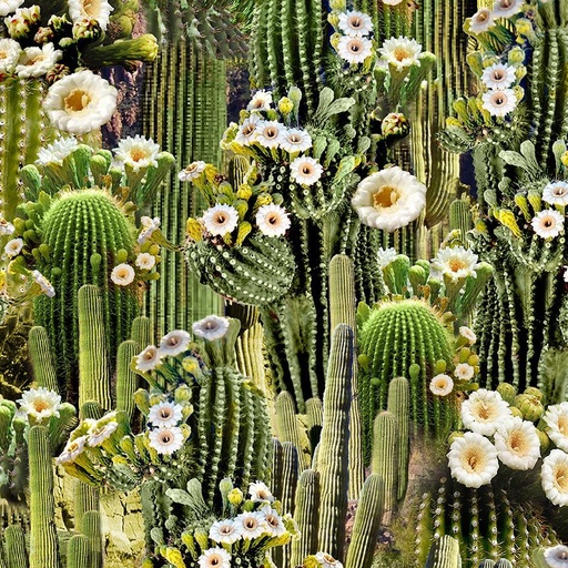 [WEST-CD3345 CACTUS] Flowering Saguaro Cactus