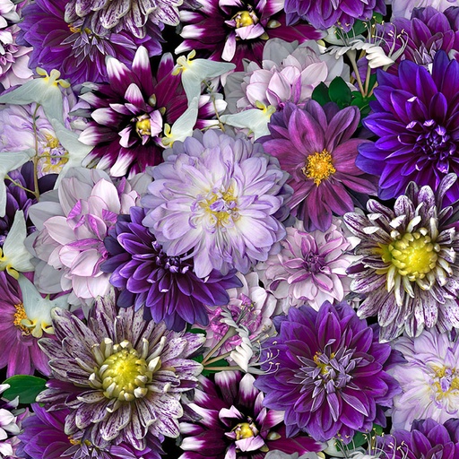 [CLTY3678-27] Tina's Garden Dahlias Purple